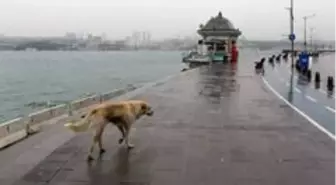 İstanbul Valisi Yerlikaya'dan sokak hayvanlarıyla ilgili paylaşım