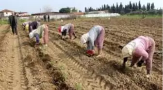 Salihli Ovası'nda 'Kırmızı Altında' dikim zamanı