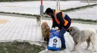 Gürpınar Belediyesi sokak hayvanlarını yalnız bırakmadı