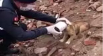 Kafası konserve kutusuna sıkışan yavru köpeğin yardımına jandarma yetişti