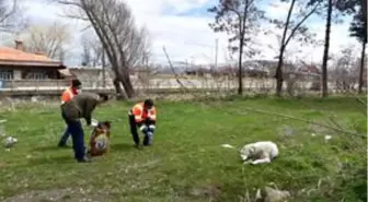 Tatvan'da sokak hayvanları için yem ve mama bırakıldı