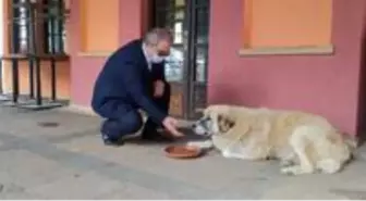 Başkan, sokak hayvanlarını eliyle besledi