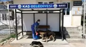 Boş sokakların keyfini kaplumbağa çıkardı, sokak hayvanları da aç bırakılmadı