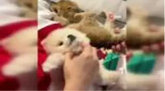 İranlı mankenin evinde yavru aslan ve piton yılanı ele geçirildi