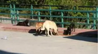 Mut'ta sokak hayvanları beslendi