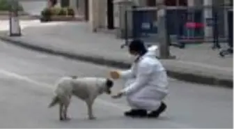 ZONGULDAK Sokak köpeğini elleriyle besledi