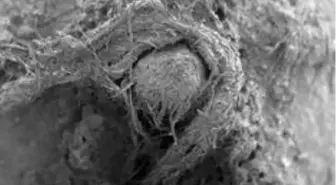 Fransa'da bir mağarada bulanan 50 bin yıllık sicim parçası Neandertaller hakkında çok önemli...