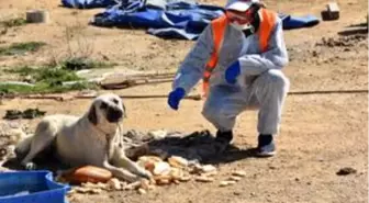 Şereflikoçhisar'da sokak hayvanları unutulmadı