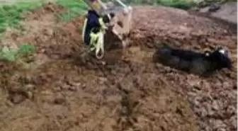 Tezek birikintisinden çıkamayan ineği itfaiye kurtardı