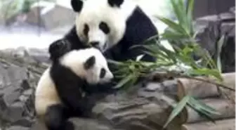 Çin'de panda erken doğum yaptı: İkiz yavrulara 'kuru makarna' ve 'yumurta keki' adı verildi