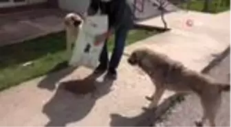 Her gün, sokak köpeklerini besliyor