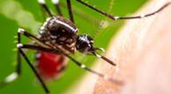 Malarya nedir? Malarya salgını nedir? Malarya salgını nerede çıktı? Malarya salgını nasıl bulaşır? Sıtma nedir? Malaria salgını hangi ülkede çıktı?