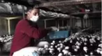 Korona virüs mantar üretimine engel olmadı