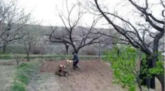 Soğuk hava kayısıyı vurdu