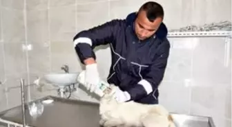 Tekirdağ'da kafası teneke kutuya sıkışan köpeği belediye ekipleri kurtardı