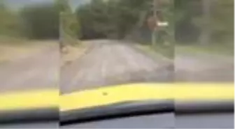 Bartın'da yola çıkan karaca kamerada