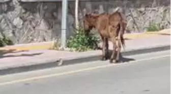 Yolunu kaybeden eşek, sahibini bekliyor