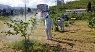 Fındık üreticilerine hastalık ve zararlılara karşı zirai mücadele çağrısı