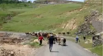 Cizre'de başıboş hayvanlar toplatılıyor