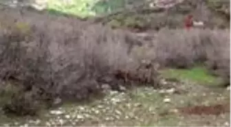 Yayla yasağı kalkınca göçerler büyükbaş hayvancılığa başladı