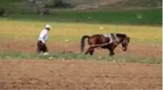 Çiftçilerin 'atlı eşekli' fasulye ekimi mesaisi