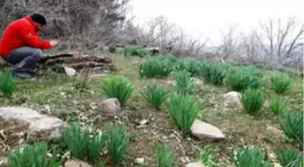 Çubuk'ta görülen 'Çiriş otu' şaşırttı