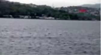 İSTANBUL-TARABYA SAHİLİ'NDE YUNUSLARIN DANSI KAMERADA