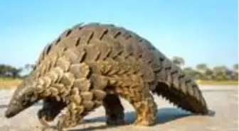 Koronavirüsü yarasalardan insanlara taşıyan 'aracı hayvan' bulunamayabilir