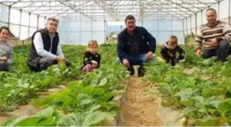 Bayramiç'te örtü altı çilek hasadı başladı