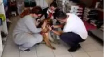 Serik'te yaralı bulunan sokak köpeği sahiplendirildi