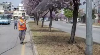 Mersin'de haşere ile mücadele çalışmaları sürüyor