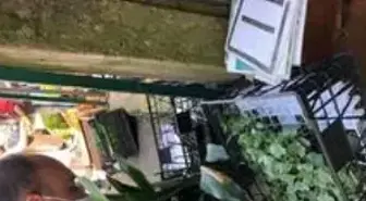 Sakarya'da fideye talep arttı