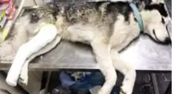 Sahip çıktığı sokak köpeğinin tedavisini de üstlendi