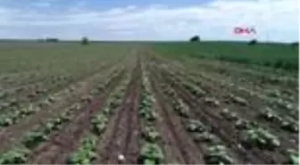 EDİRNE BAHAR YAĞMURLARI AYÇİÇEĞİNE HAYAT VERDİ; YÜKSEK VERİM BEKLENİYOR
