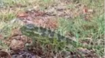 Şehir merkezinde bulunan bukalemun ve yılan doğaya salındı