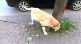 YASAĞIN İKİNCİ GÜNÜNDE KÖPEKLERİNİ GEZDİRİP, SOKAK HAYVANLARINI BESLEDİLER