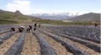 Niğde'nin yeni gözdesi: Çilek