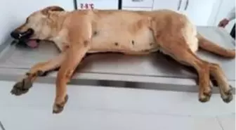 Alanya'da 2'si yavru 4 sokak köpeği zehirlenerek telef edildi