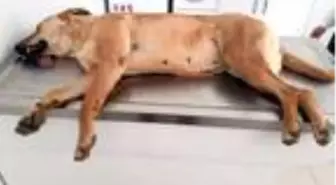 Alanya'da zehirlenen 2'si yavru 4 köpek öldü