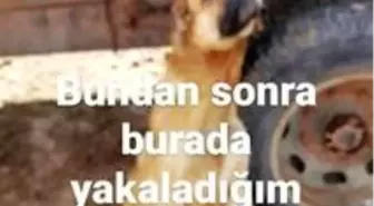 Erzincan'da köpeği römorka asan şüpheli şahıs gözaltına alındı