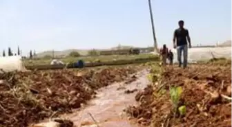 Harran Ovası'nda isot fideleri toprakla buluşuyor