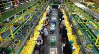 Limonda 10 bin ton ihracat izni sevindirdi