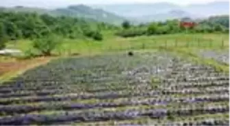 ZONGULDAK Tarladayken satılan Osmanlı çileğinde talebi karşılayamıyorlar