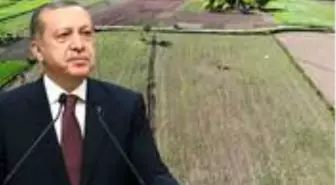 Cumhurbaşkanı Erdoğan'ın gündeme getirdiği kenevirin ekim alanı Vezirköprü'de iki katına çıktı