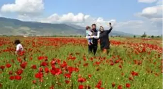 Buğday tarlasında gelincik şöleni