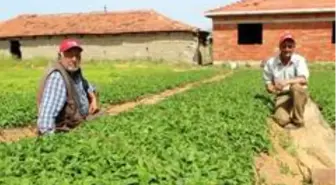 Manisa çiftçisi kapya biberine yöneldi