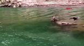 BARTIN Ayağına misina takılan gri balıkçıl kuşu kurtarıldı