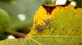 Ferrero Fındık'ın Kahverengi Kokarca mücadelesi sonuç verdi