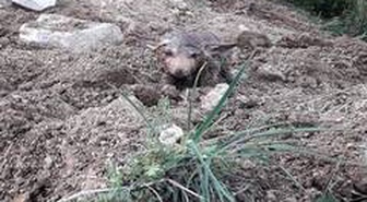 Sulama kanalından çıkan kurt yavruları şaşkınlık yaşattı