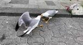 Martıların yemek kavgası kamerada